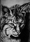 Bobcat thumbnail