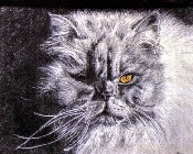 Miss Persian thumbnail