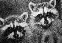 the raccoons... "Masters of Disguise" thumbnail
