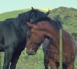 Love Finds a Way thumbnail