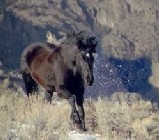 Mustang Country thumbnail